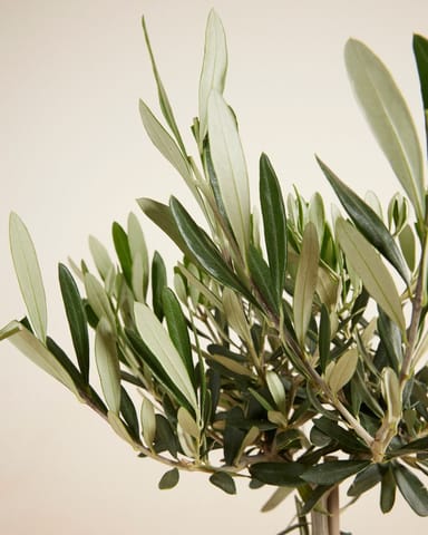 Olea Europaea