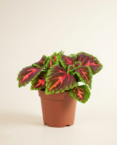 Coleus Coleus Franklin Street