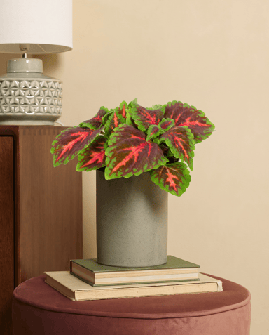 Coleus Coleus Franklin Street