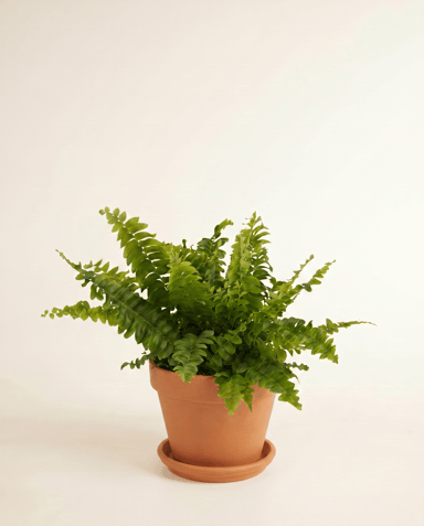 Nephrolepis Sword fern Green Lady