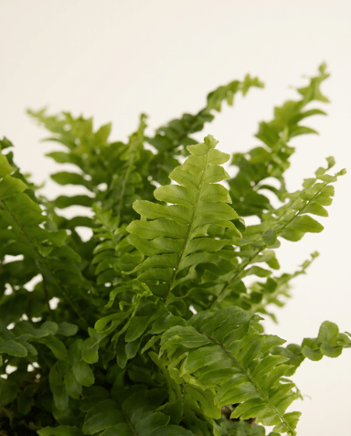 Nephrolepis Sword fern Green Lady