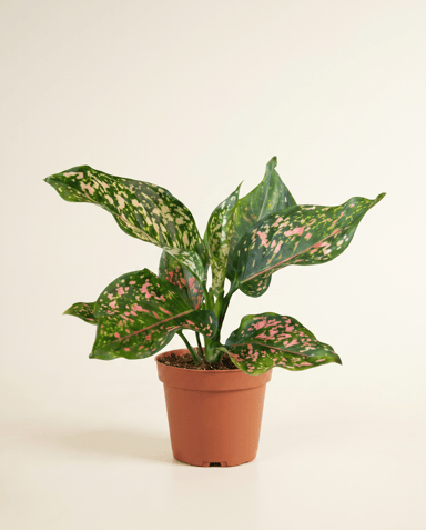 Aglaonema Chinese Evergreen Pink Leopard