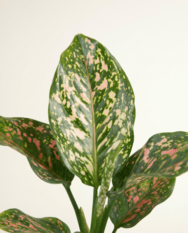Aglaonema Chinese Evergreen Pink Leopard