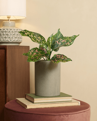 Aglaonema Chinese Evergreen Pink Leopard