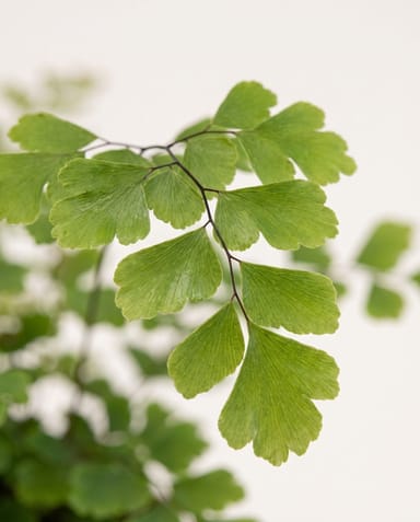 Didymochlaena Mahagonifarn Truncatula
