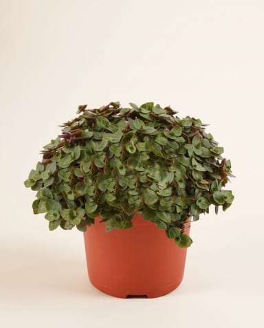 Callisia Turtle vine Turtle