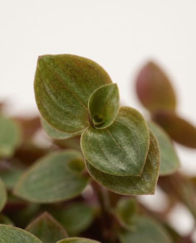 Callisia Turtle vine Turtle