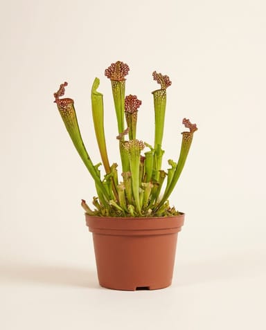 Sarracenia Schlauchpflanze Juthatip Soper