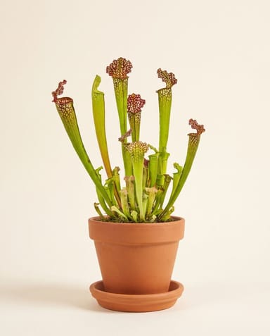 Sarracenia Schlauchpflanze Juthatip Soper