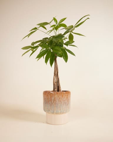 Jade Pot Groen Ø 19 cm