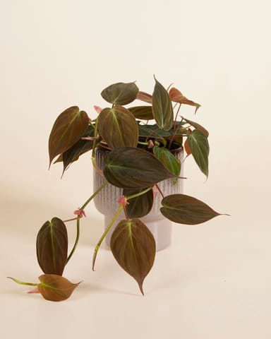 Jade Pot Brown Ø 12 cm