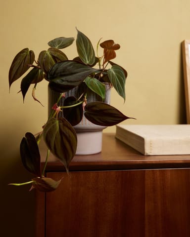 Jade Pot Brown Ø 12 cm
