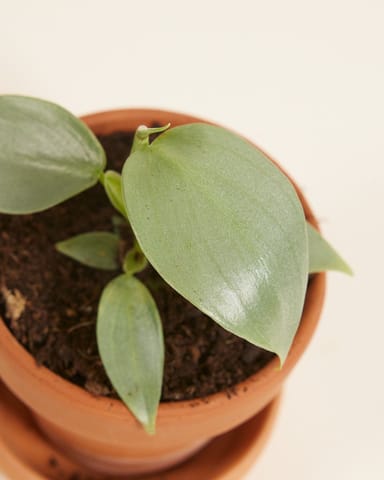Baby Philodendron Hastatum Silver Sword