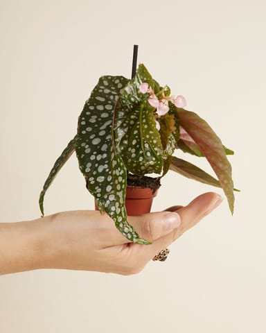 Baby Begonia Polka Dot Maculata