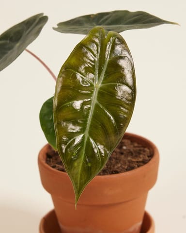 Baby Alocasia Orecchie di Elefante Pink Dragon