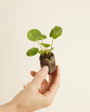 Baby Pilea Peperomioides Pancake plant Mojito®