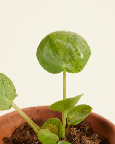 Baby Pilea Peperomioides Pancake plant Mojito®