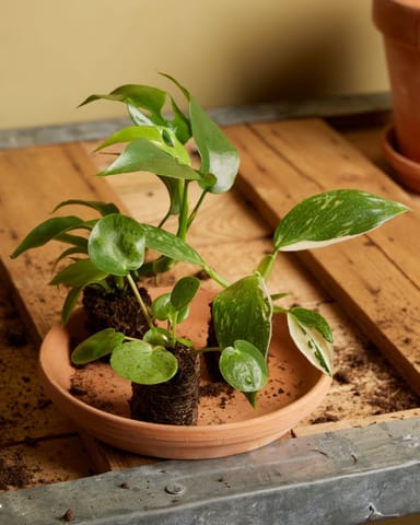 Baby Pilea Peperomioides Pancake plant Mojito®