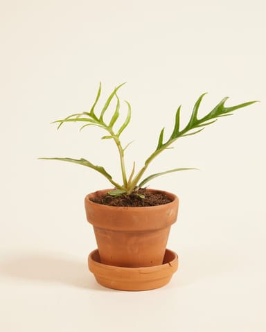 Baby Philodendron Baumfreund Tortum