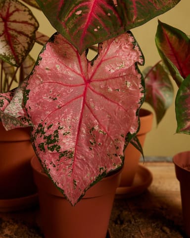 Baby Caladium Angel wings Caladium Tuber - Pink Beauty