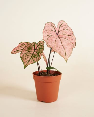 Baby Caladium Angel wings Caladium Tuber - Spring Fling