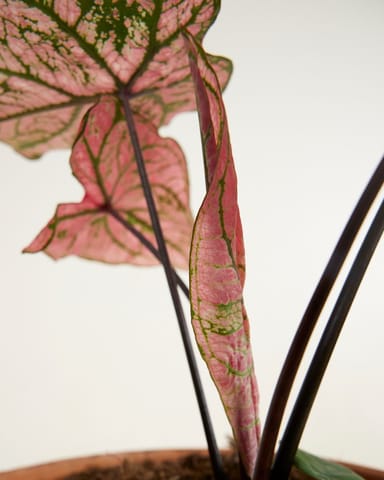 Baby Caladium Angel wings Caladium Tuber - Spring Fling