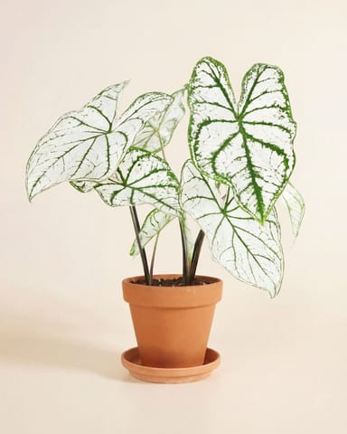 Baby Caladium Caladio Caladium Tuber - White Christmas