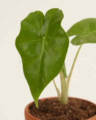 Baby Alocasia Elefantenohr Portodora