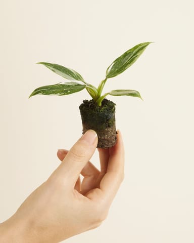 Bébé Philodendron White Princess