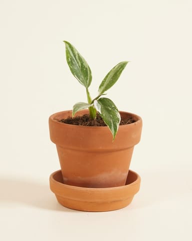 Bébé Philodendron White Princess