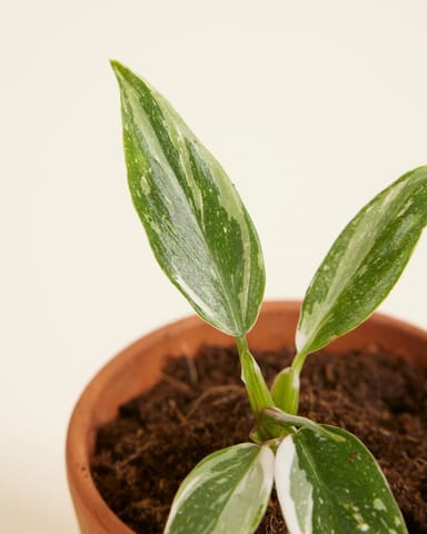 Bébé Philodendron White Princess