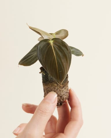 Baby Philodendron Baumfreund Melanochrysum