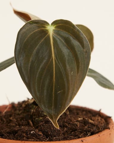 Baby Philodendron Baumfreund Melanochrysum