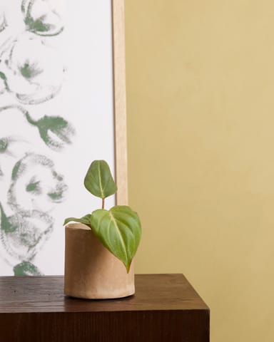 Baby Philodendron Baumfreund Gloriosum (dark form)