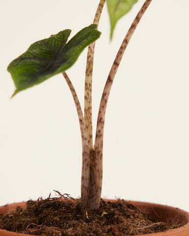 Baby Alocasia Elephant Ears Jacklyn