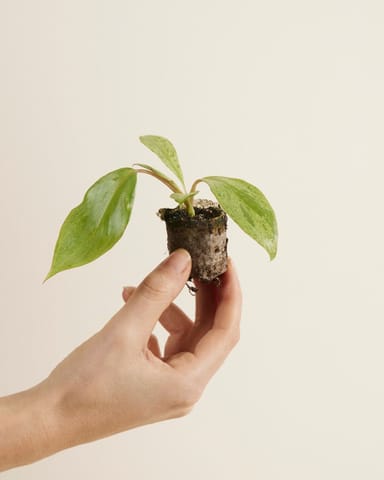 Baby Philodendron Paraiso Verde