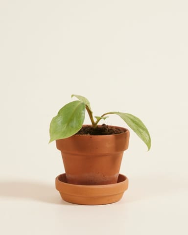 Baby Philodendron Paraiso Verde