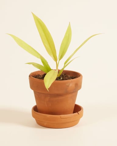 Baby Philodendron Baumfreund Golden Saw