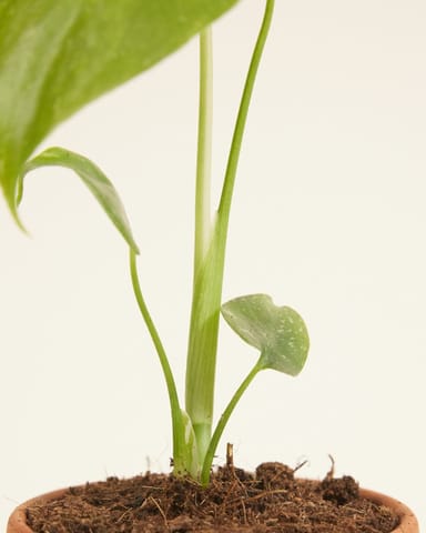 Bebé Monstera Thai Constellation (B-grade)