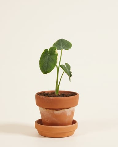 Bébé Xanthosoma Elephant Ear Sagittifolium Variegata
