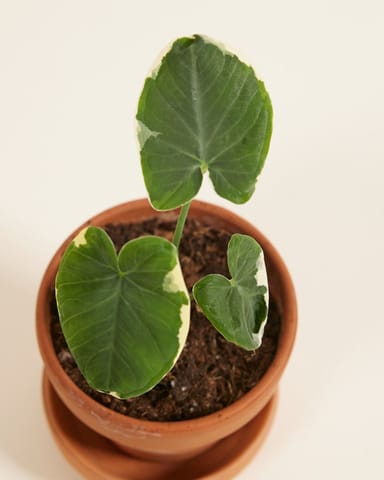 Bébé Xanthosoma Elephant Ear Sagittifolium Variegata