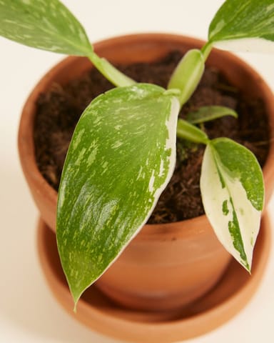 Baby Philodendron Jose Buono