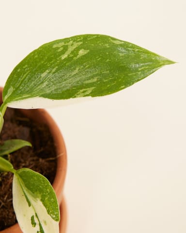 Baby Philodendron Jose Buono