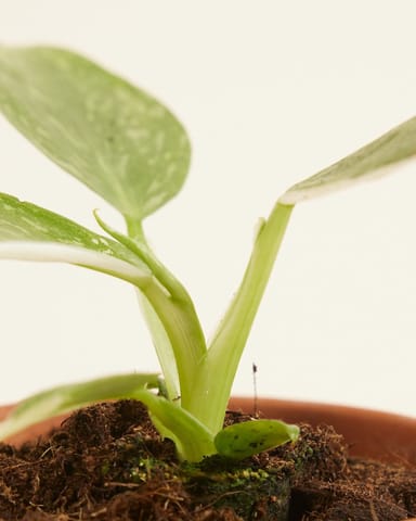 Baby Philodendron Jose Buono