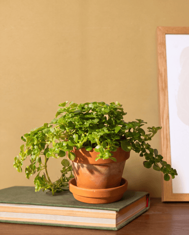 Baby Pilea Pannenkoekenplant Depressa