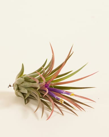 Baby Tillandsia Air plant Ionantha