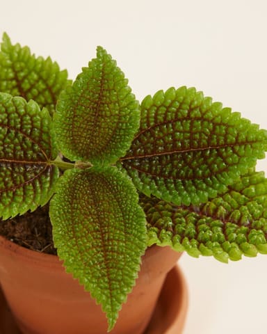 Bebé Pilea Pancake plant Moon Valley