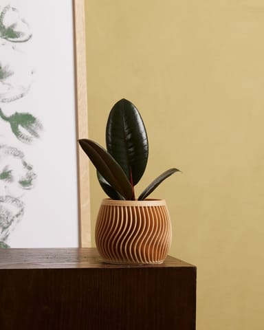 Baby Ficus Rubberboom Elastica Robusta