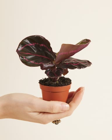 Bébé Calathea Plante paon Roseopicta Dottie
