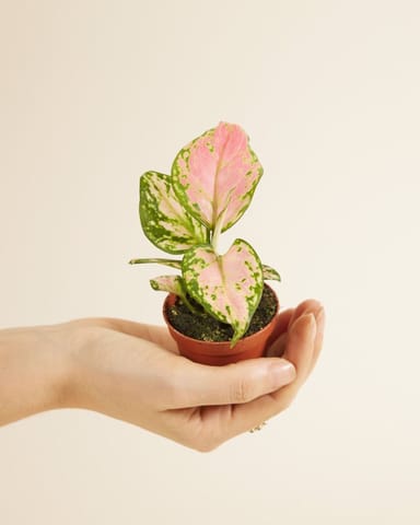 Baby Aglaonema Chinese Evergreen Red Valentine 